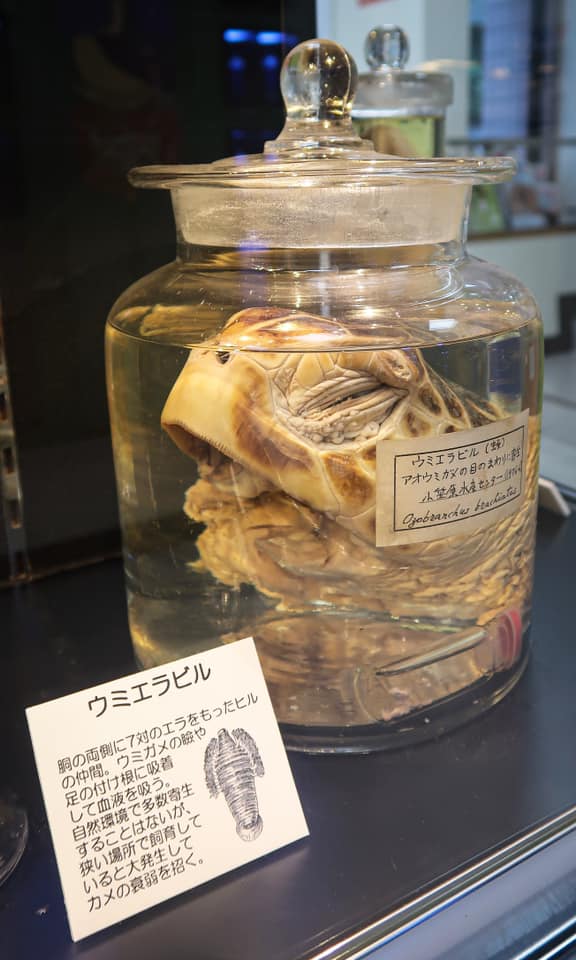 Men With Hats - A pickled turtle's head in the Meguro... | Facebook