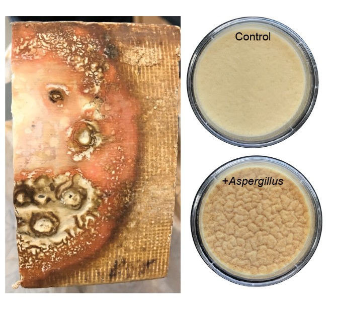 Microbiology Monday:... - American Society for Microbiology | Facebook