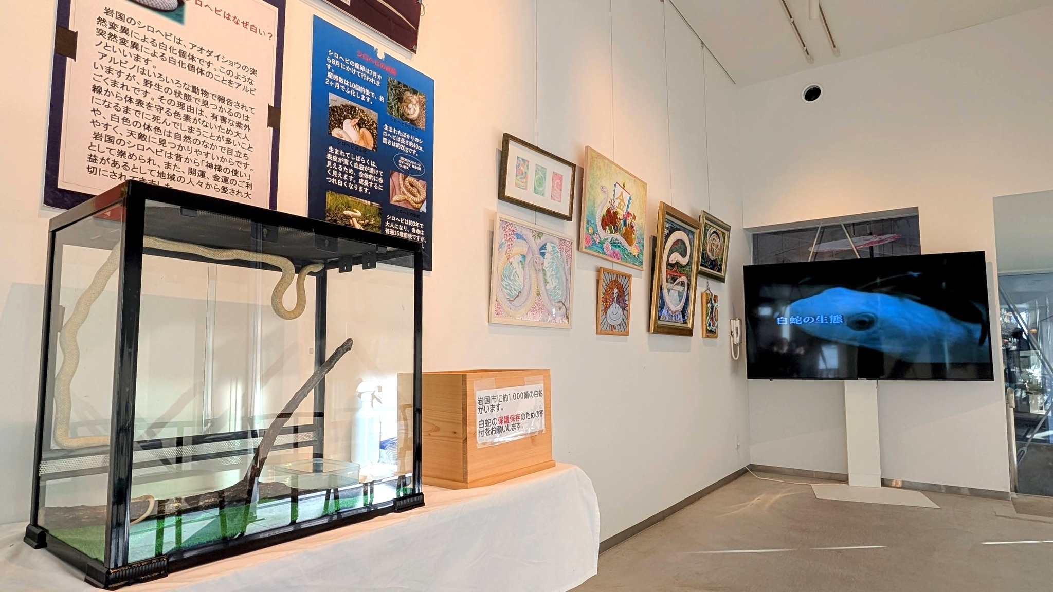 白蛇展示 】 昨年末当神社で。そして巳年の1年間、仙台八木山動物公園