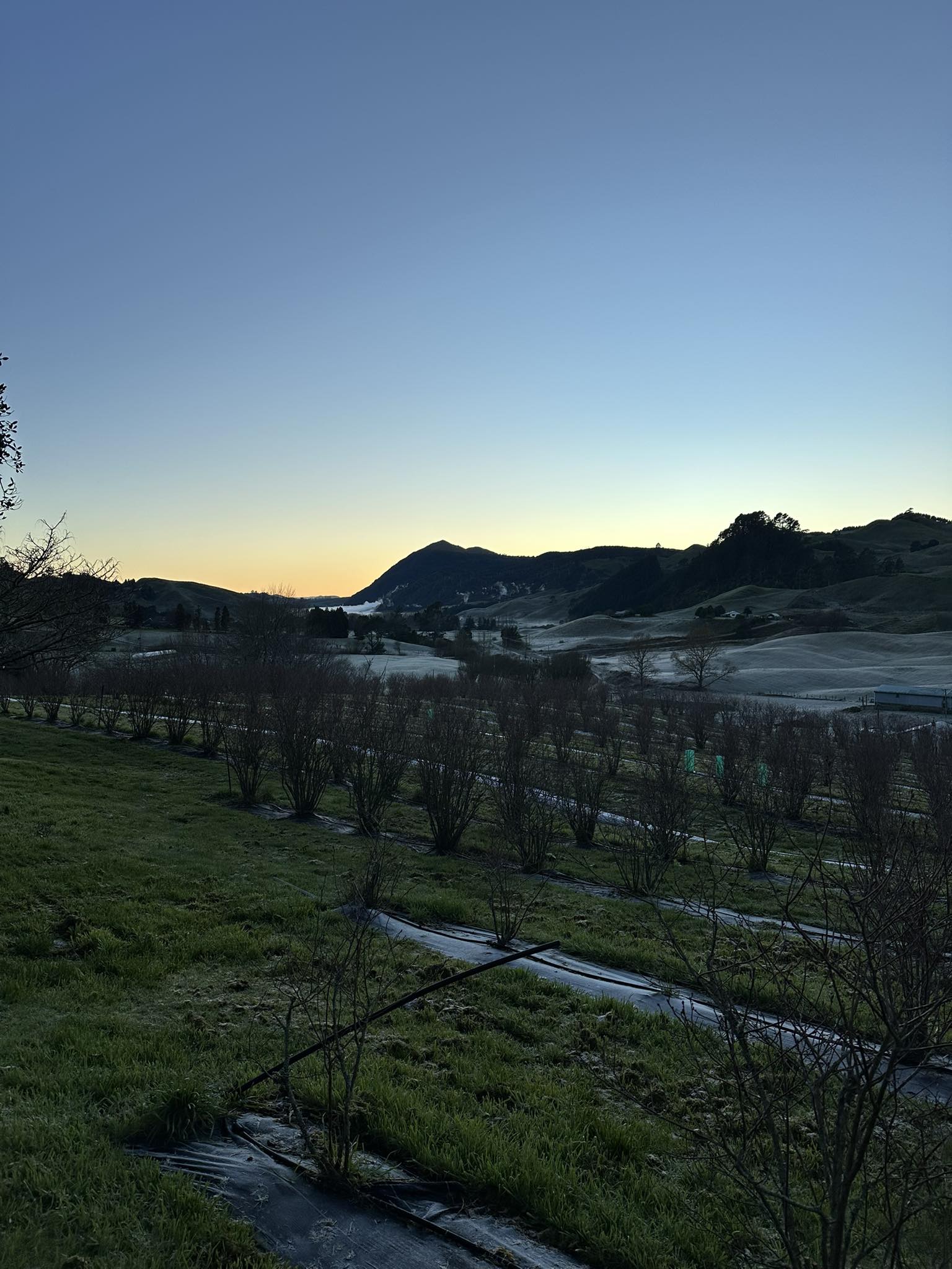 Te Kopia Farm Blueberries | Rotorua