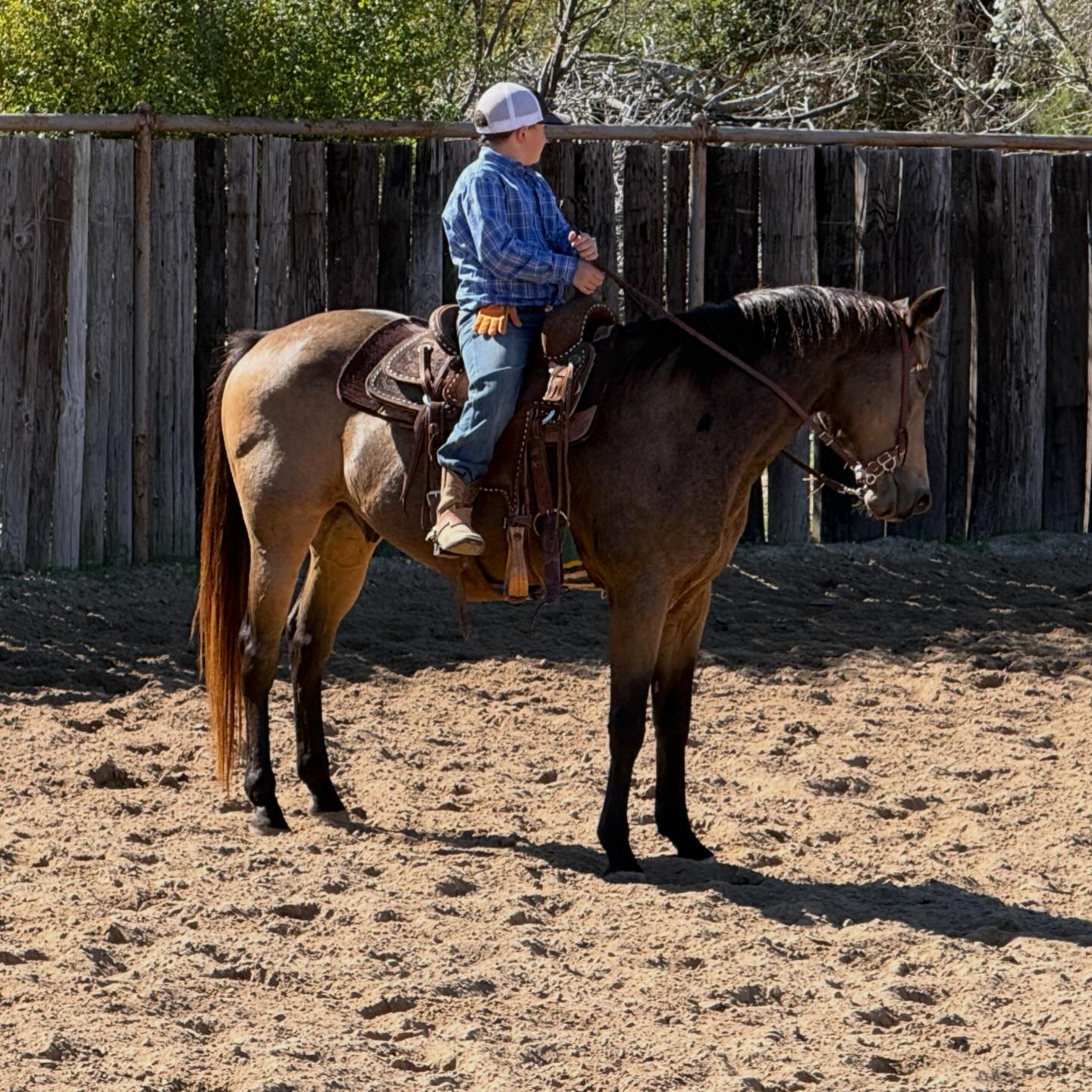 TnT Ranch & Tom Davis... - TnT Ranch & Tom Davis Horsemanship