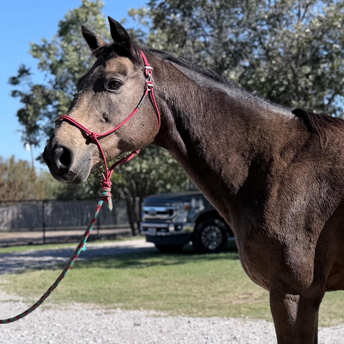 TnT Ranch & Tom Davis... - TnT Ranch & Tom Davis Horsemanship