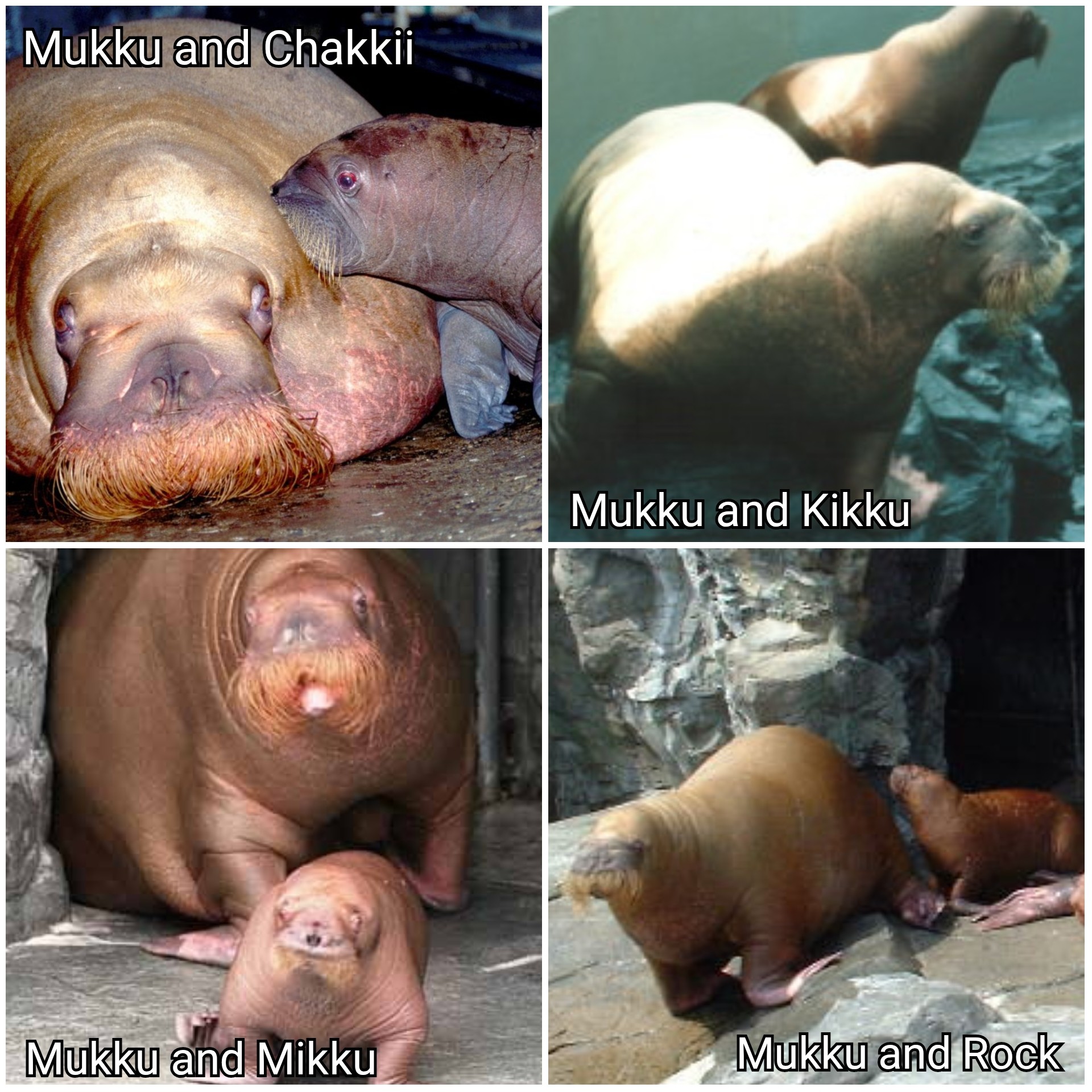 Walrus Network - Pairi Daiza's 18-year-old walrus Petruska is currently ...