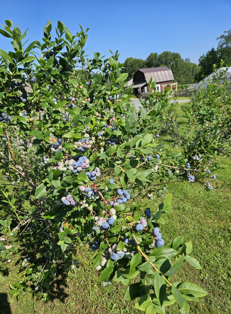 Kindred Gardens & Gifts | Newport VT