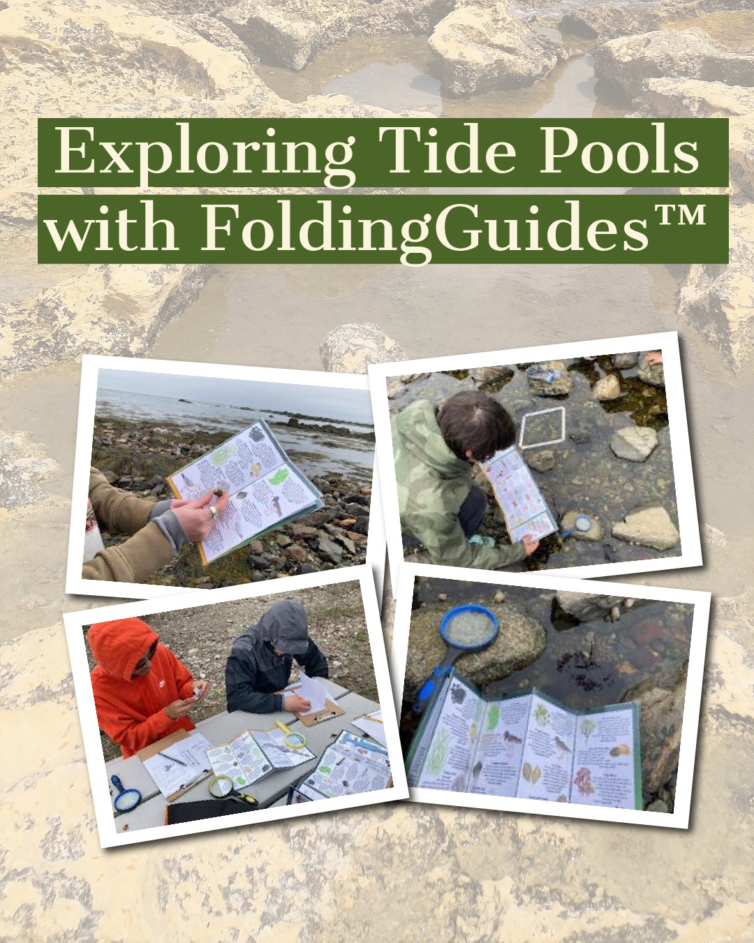 🦀 Exploring Tide Pools with... - Earth Sky + Water | Facebook