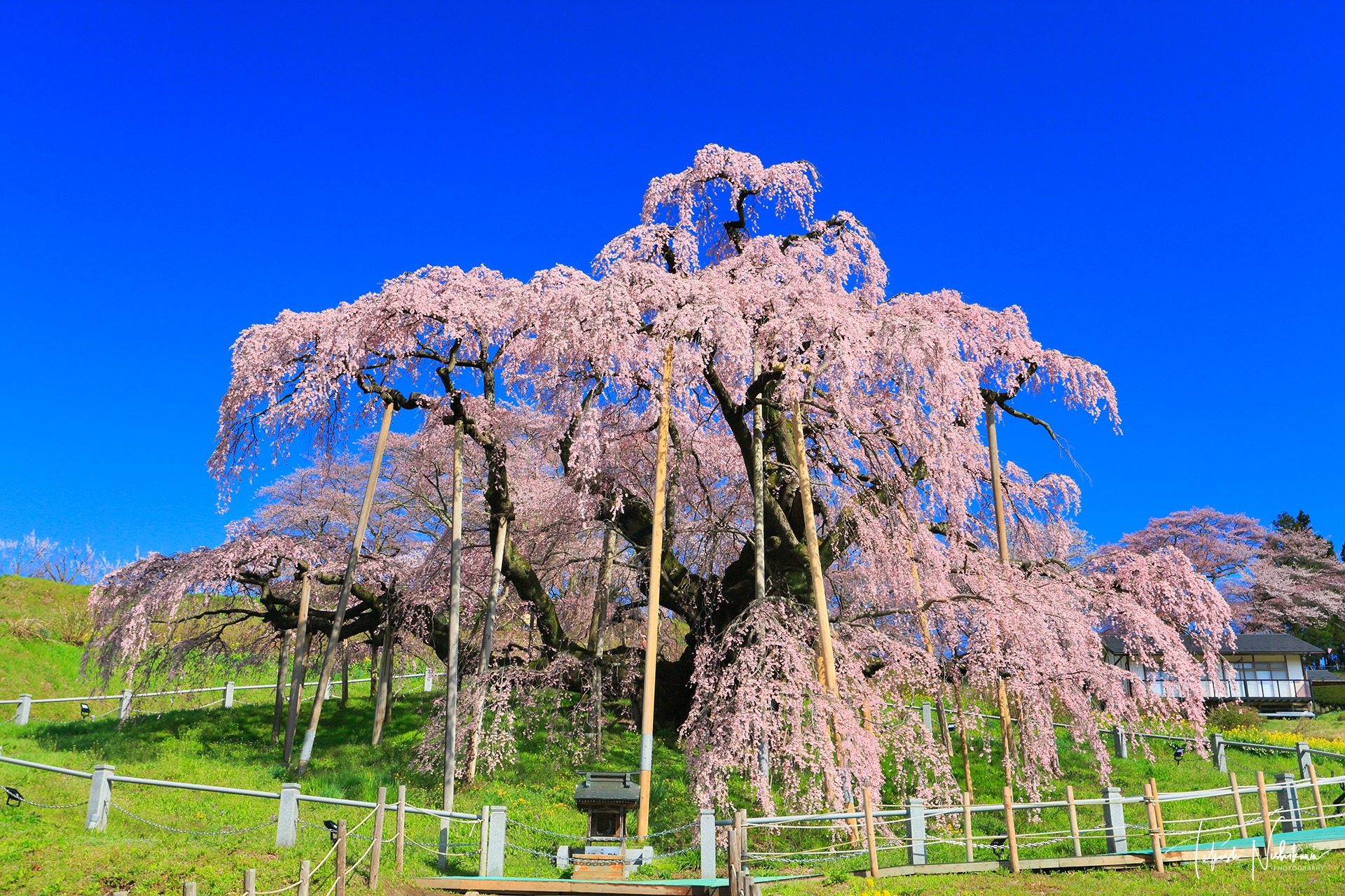 風景写真家 西川 - 日本の絶景 福島県三春町 三春の滝桜 以前に撮影したものです。 数日荒天予報で観光客は少なかったのですが、朝の荒れた天気 ...