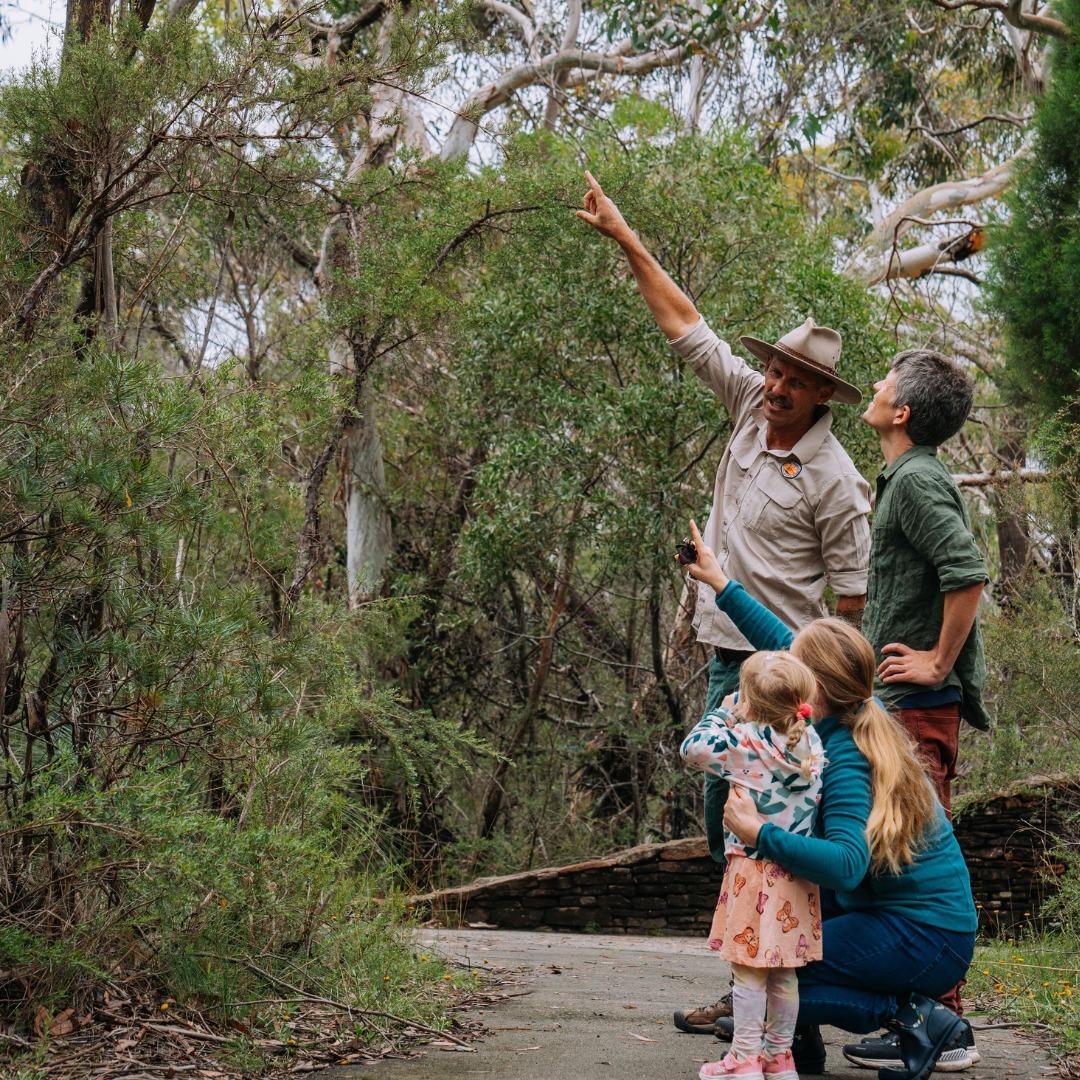 NSW National Parks and Wildlife Service - Pinnacle Lookout, Border ...