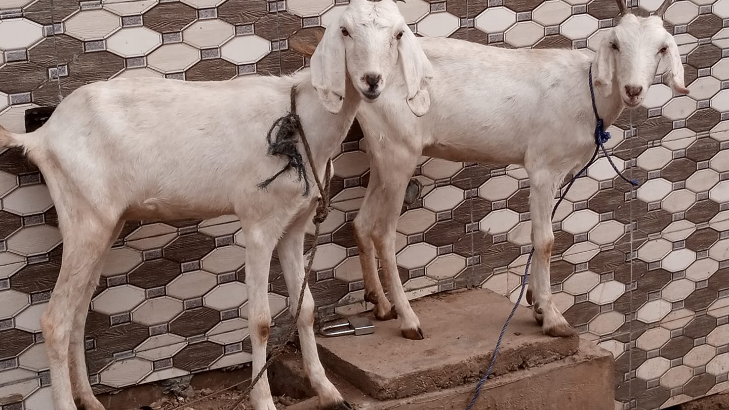 Threshold Farm and Ranch | Ilorin