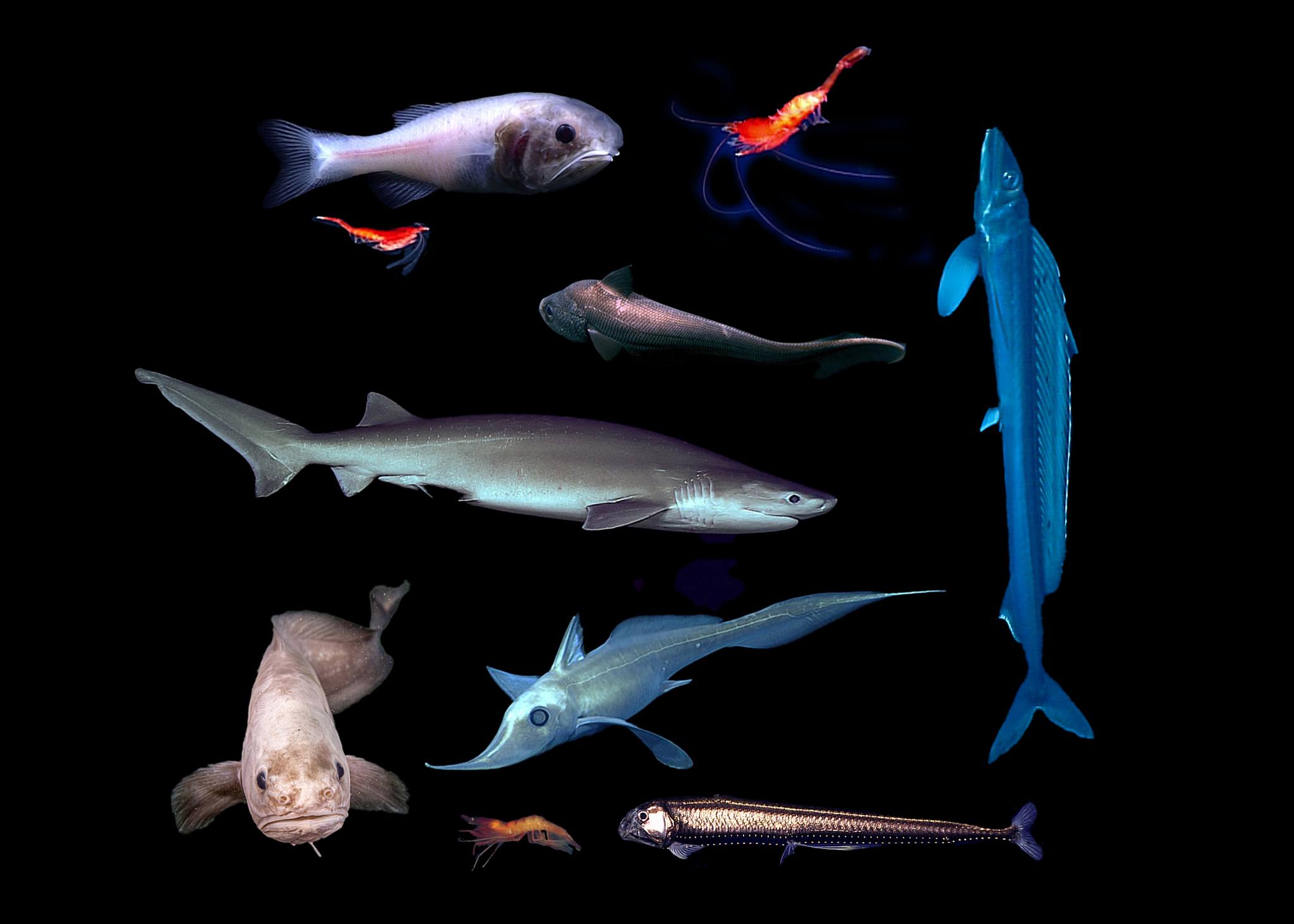 NOAA - Have you met the deep-sea lizardfish yet? We saw this ...