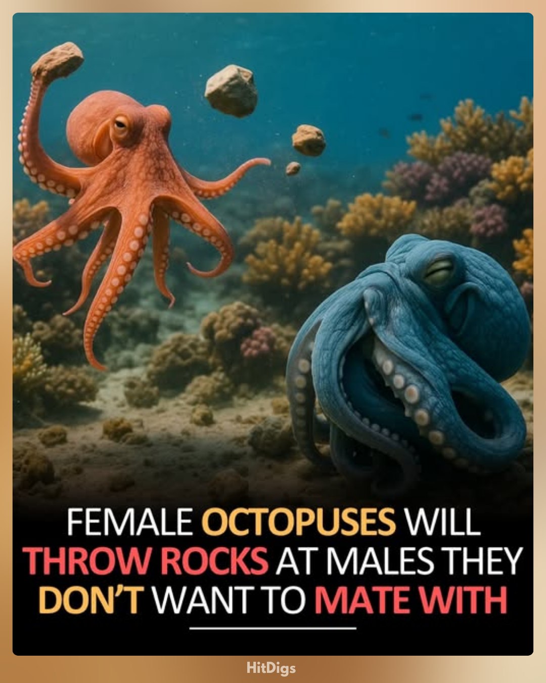 HitDigs - In the underwater world, female octopuses have a rather ...