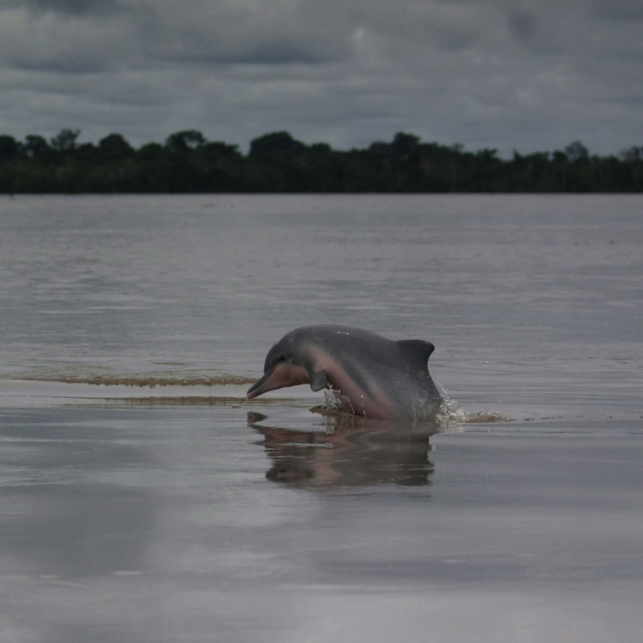 Wildlife Tours Peru | Iquitos
