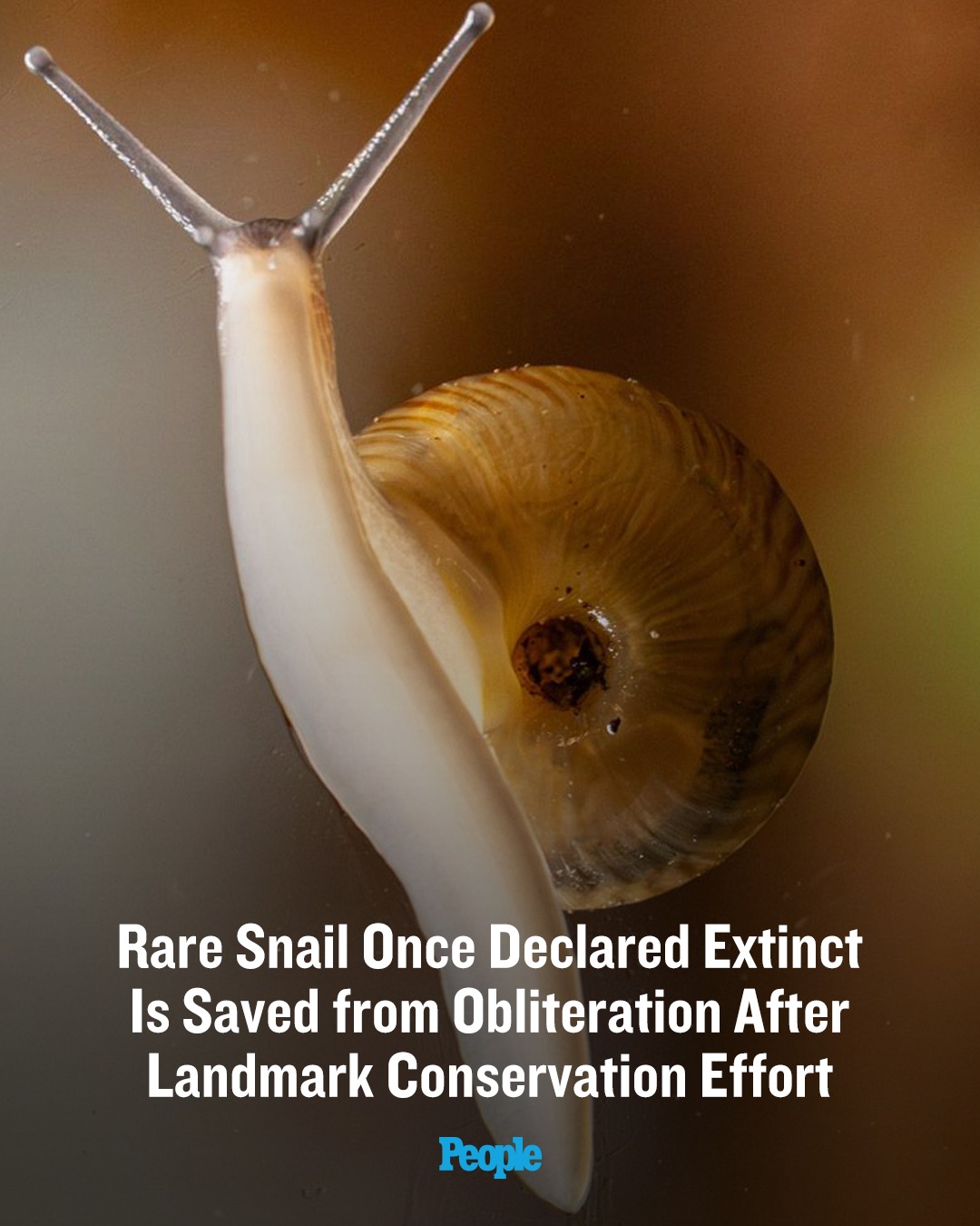People - 🔗: bit.ly/4qx3SI5 A rare, button-sized snail once believed ...