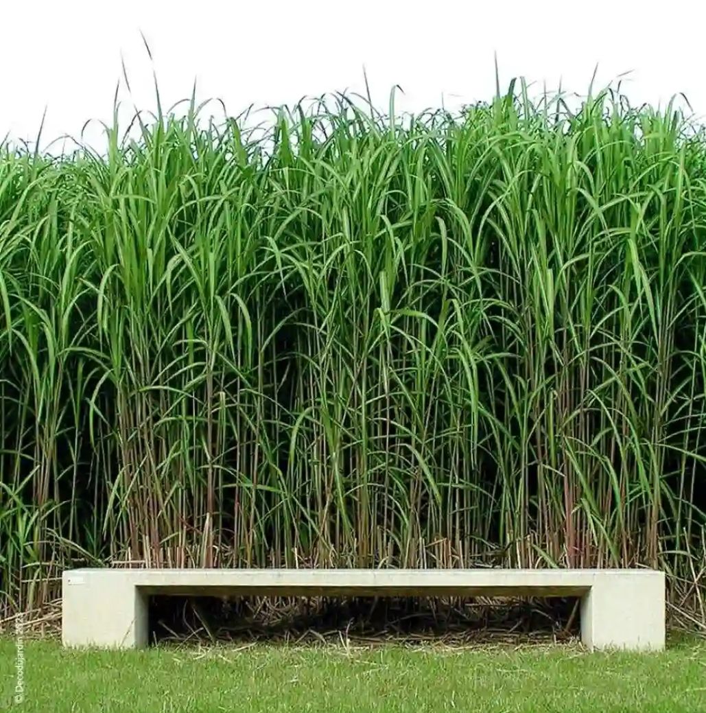 Appui-Conseil - 🌿 Maralfalfa ou Herbe à Éléphant : Le Fourrage Miracle ...