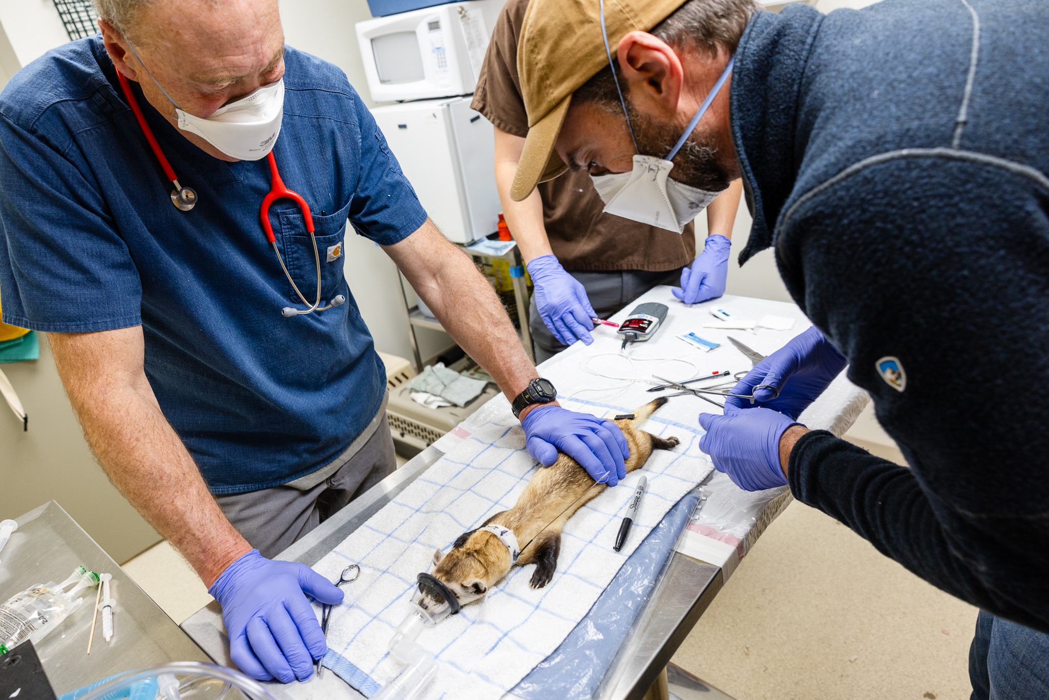 Smithsonian’s - 🔬🦇Our global health program has collected 700 samples ...