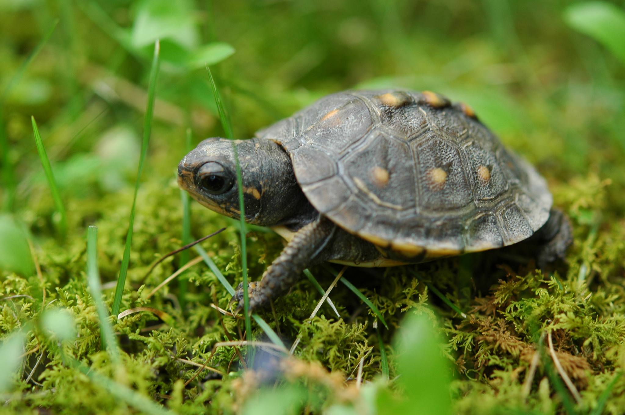 Turtle