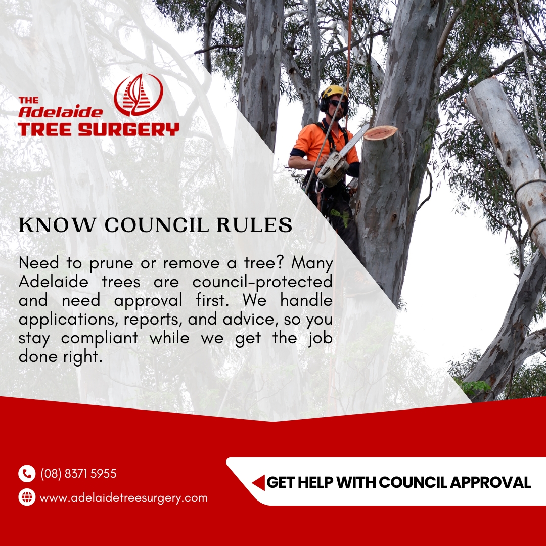 Council rules vary - don’t risk... - Adelaide Tree Surgery | Facebook