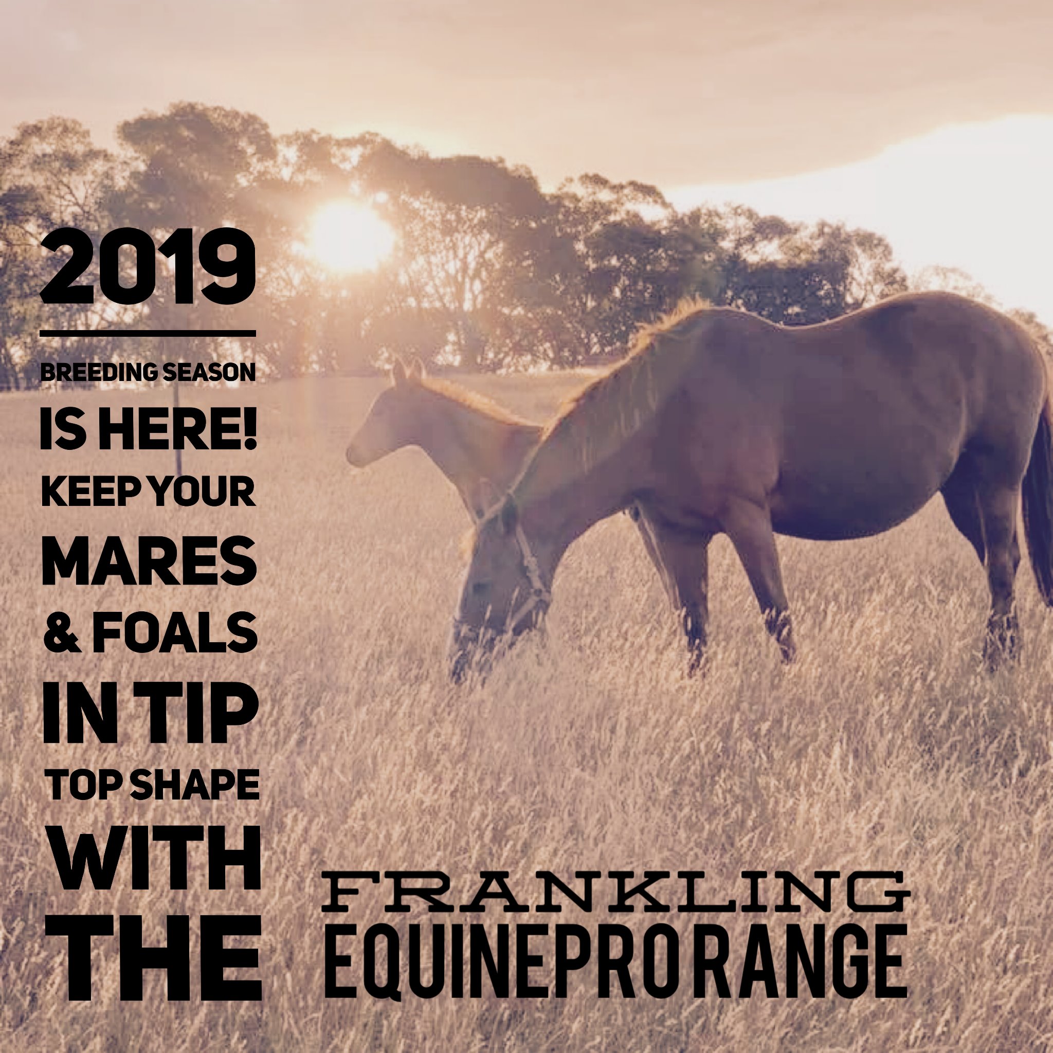 EquinePro - All your Breeding Feeding needs are covered! 🐴... | Facebook