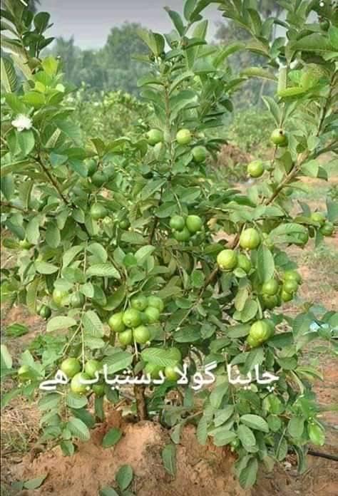 Shoaib - musami مسمی Best Quality Musami Plants in Pakistan at Our ...