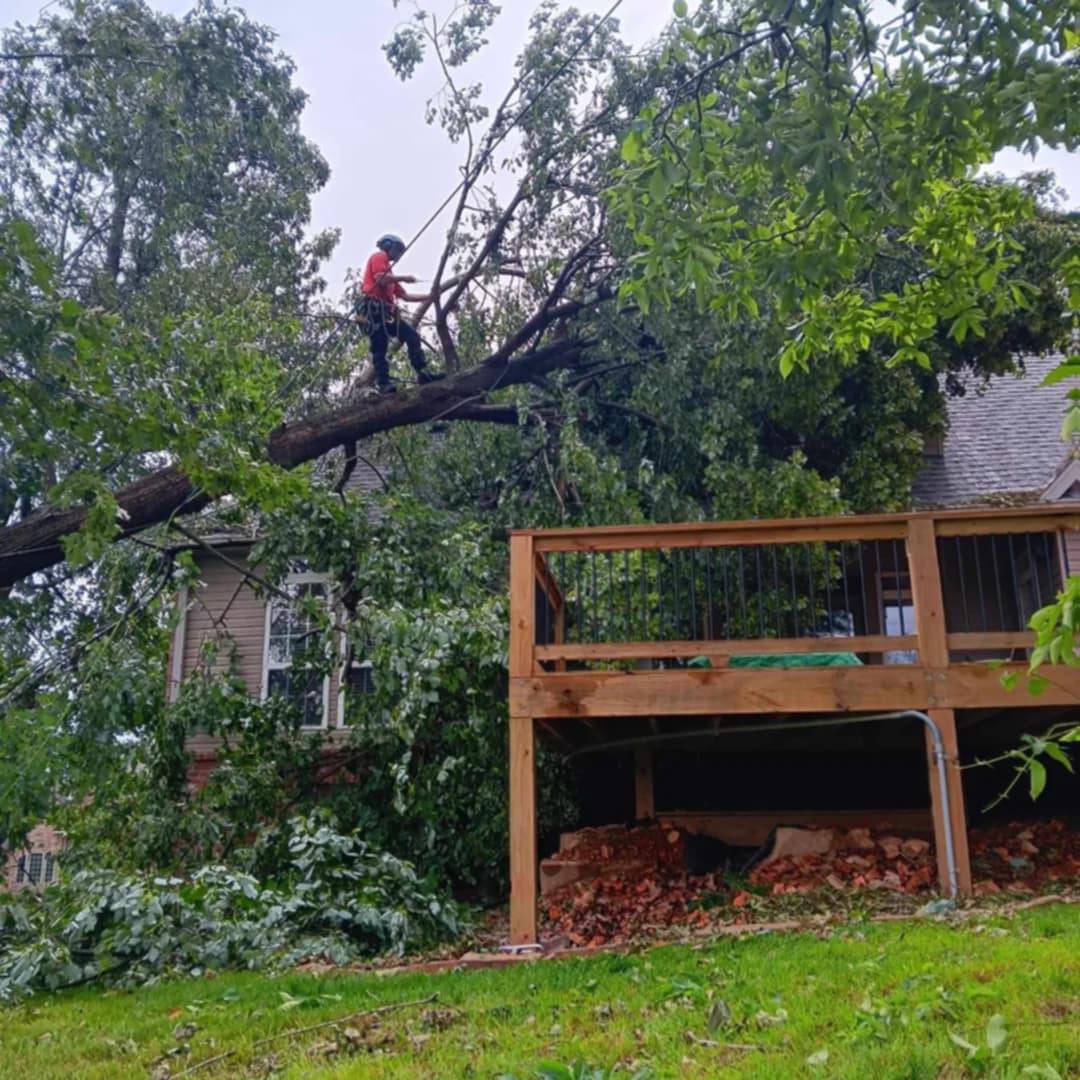 Levi's Tree Service, LLC. | Anderson MO
