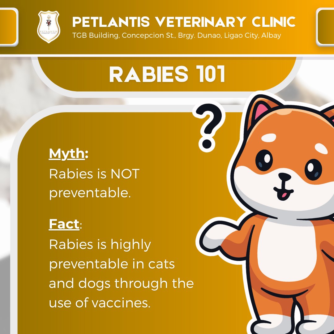 Petlantis - Rabies 101: Busting the Myth! 🐶🐱 Think rabies isn’t ...