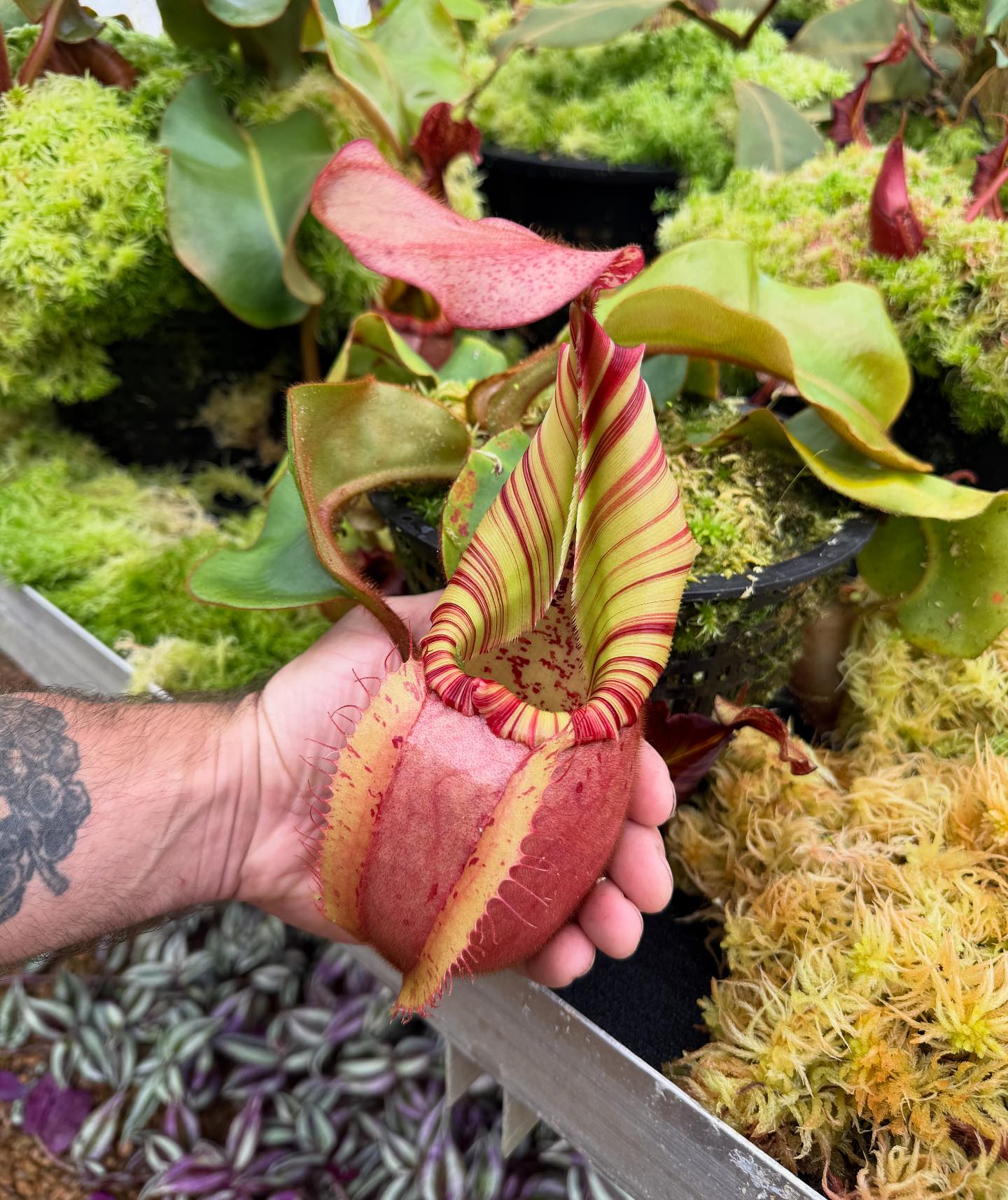 Rare Nepenthes hybrid plant from Redleaf Exotics