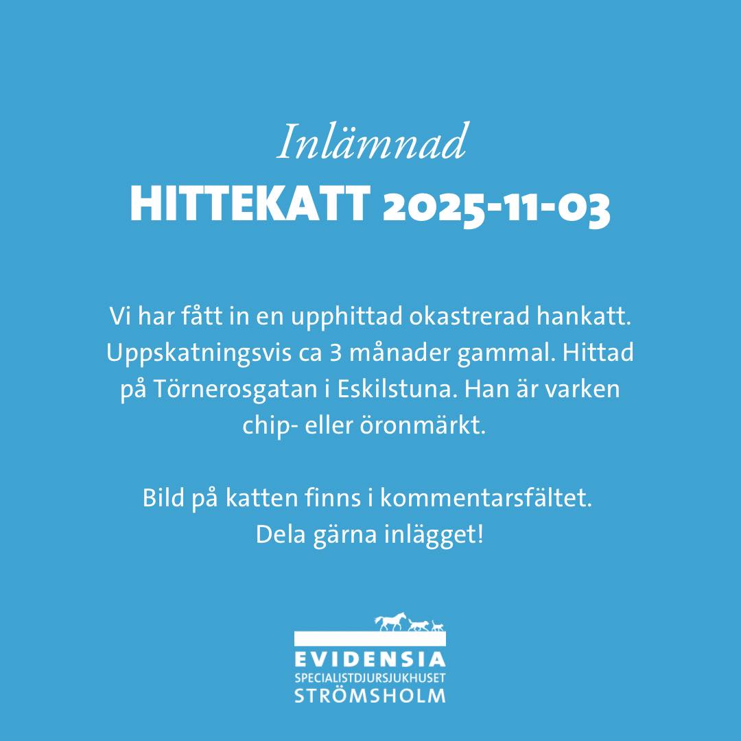 Evidensia - Hittekatt 💙 Vi har fått in en upphittad okastrerad hankatt ...