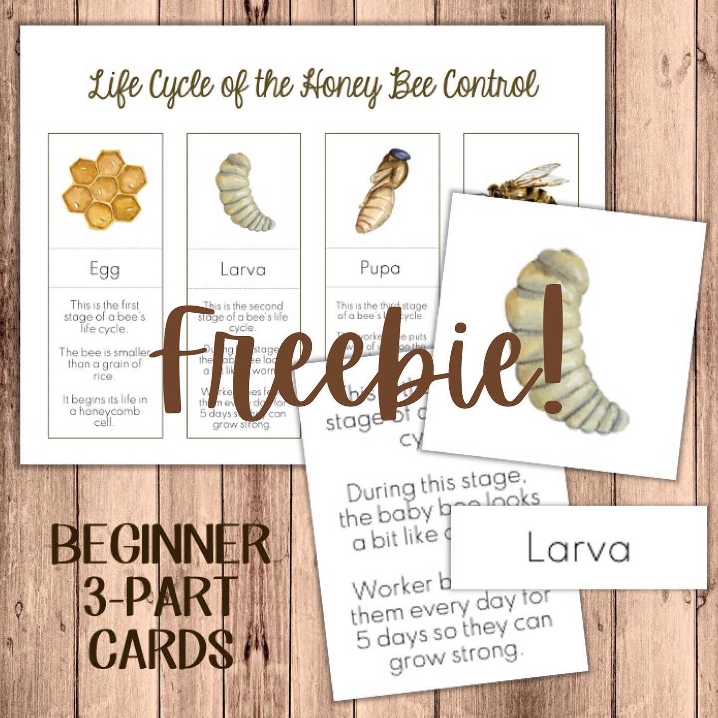 The Modern - Freebie Alert!! Check out my new Life Cycle of the Bee 3 ...