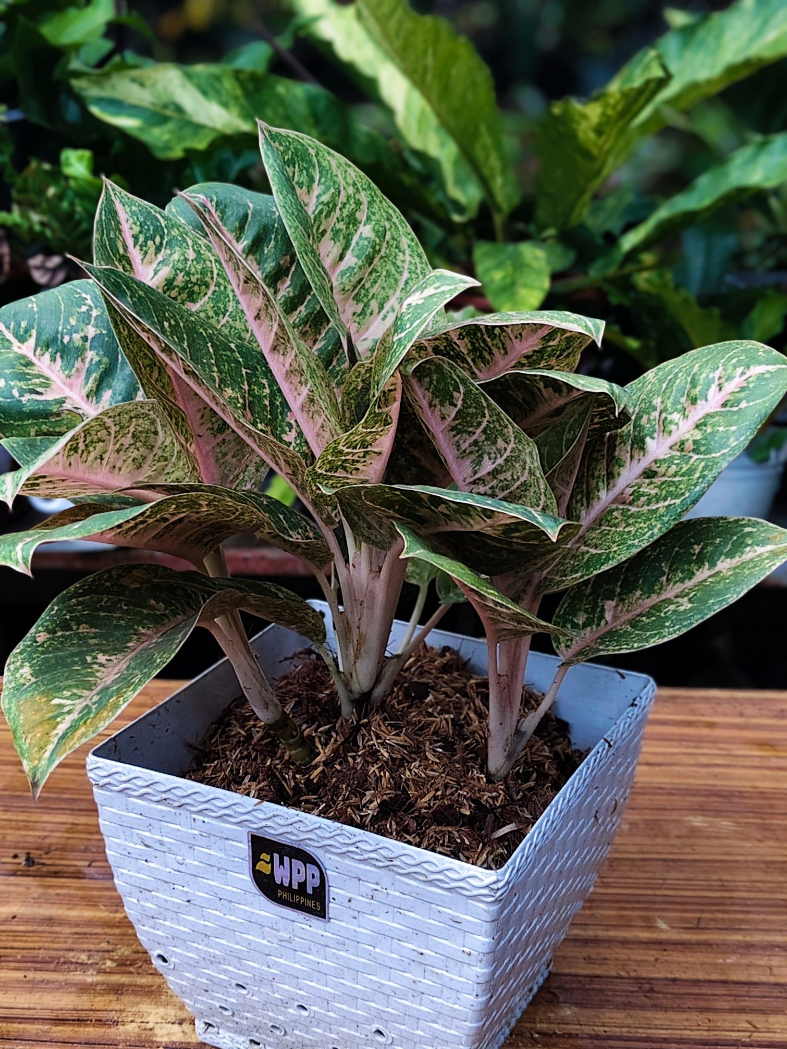 Growing strong, growing beautiful—Aglaonema Harley Quinn