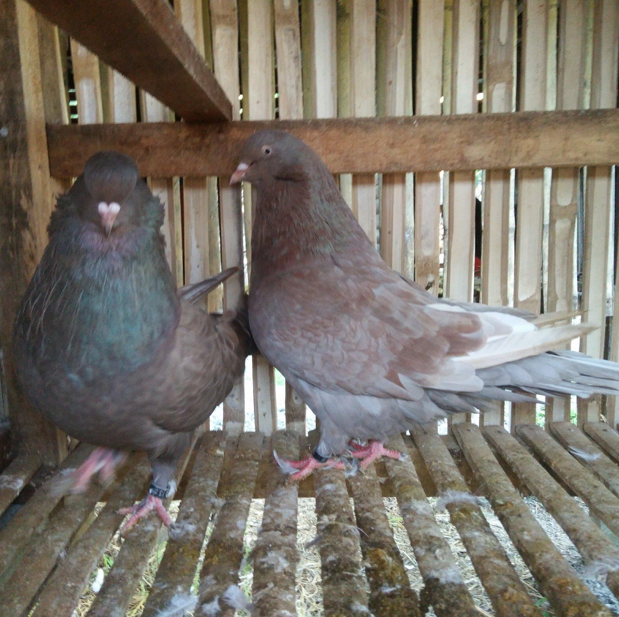 American Giant Runt Pigeon - James Franco Coop & Loft