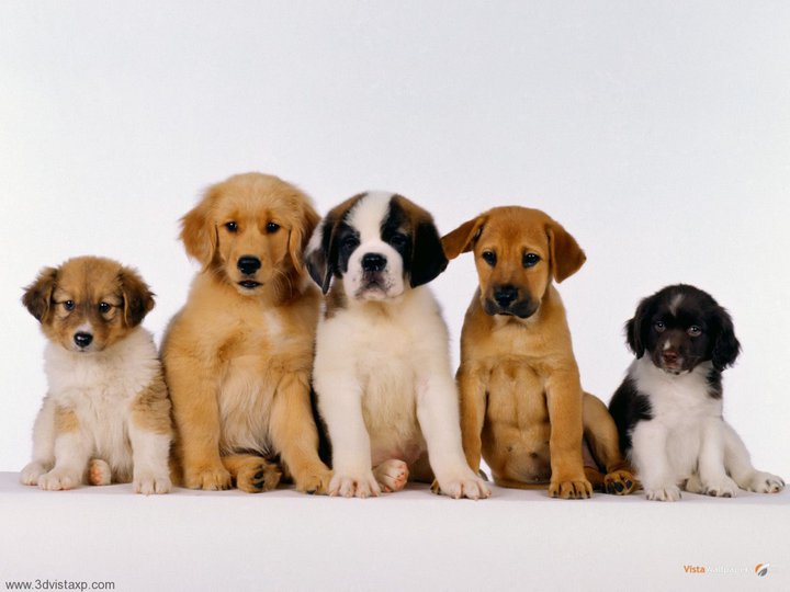 Malaysian Animal Welfare Association Home Facebook