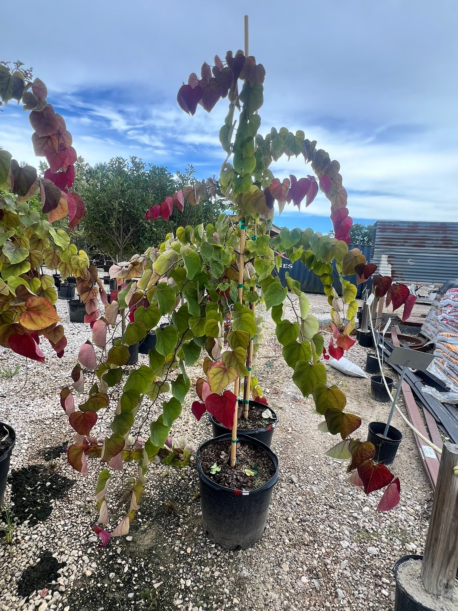 Deep Roots Nursery -... - Deep Roots Nursery - Mont Belvieu