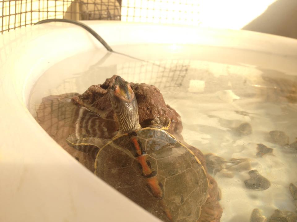 Pakistan Turtles Club | Islamabad