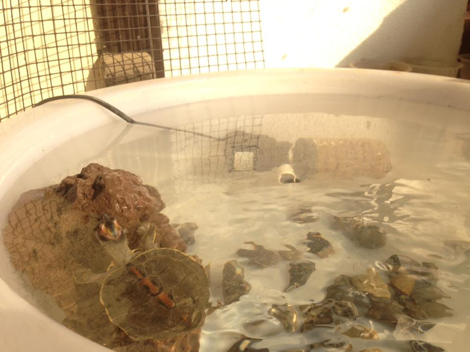 Pakistan Turtles Club | Islamabad