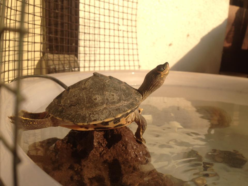 Pakistan Turtles Club | Islamabad