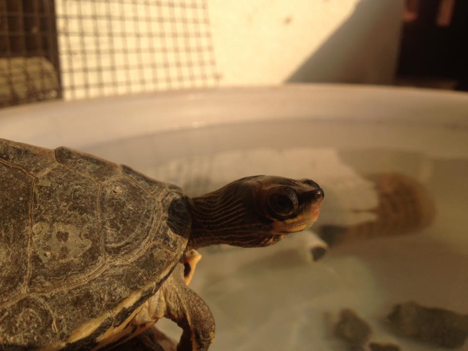 Pakistan Turtles Club | Islamabad