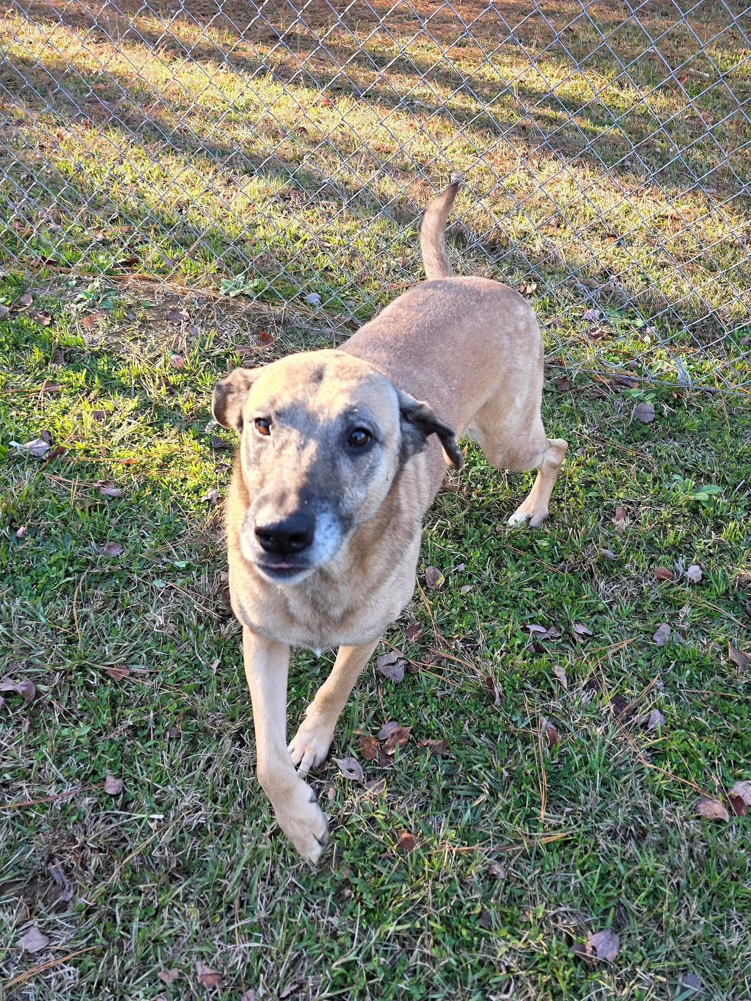 Humane... - Humane Society Pet Rescue & Adoption Center