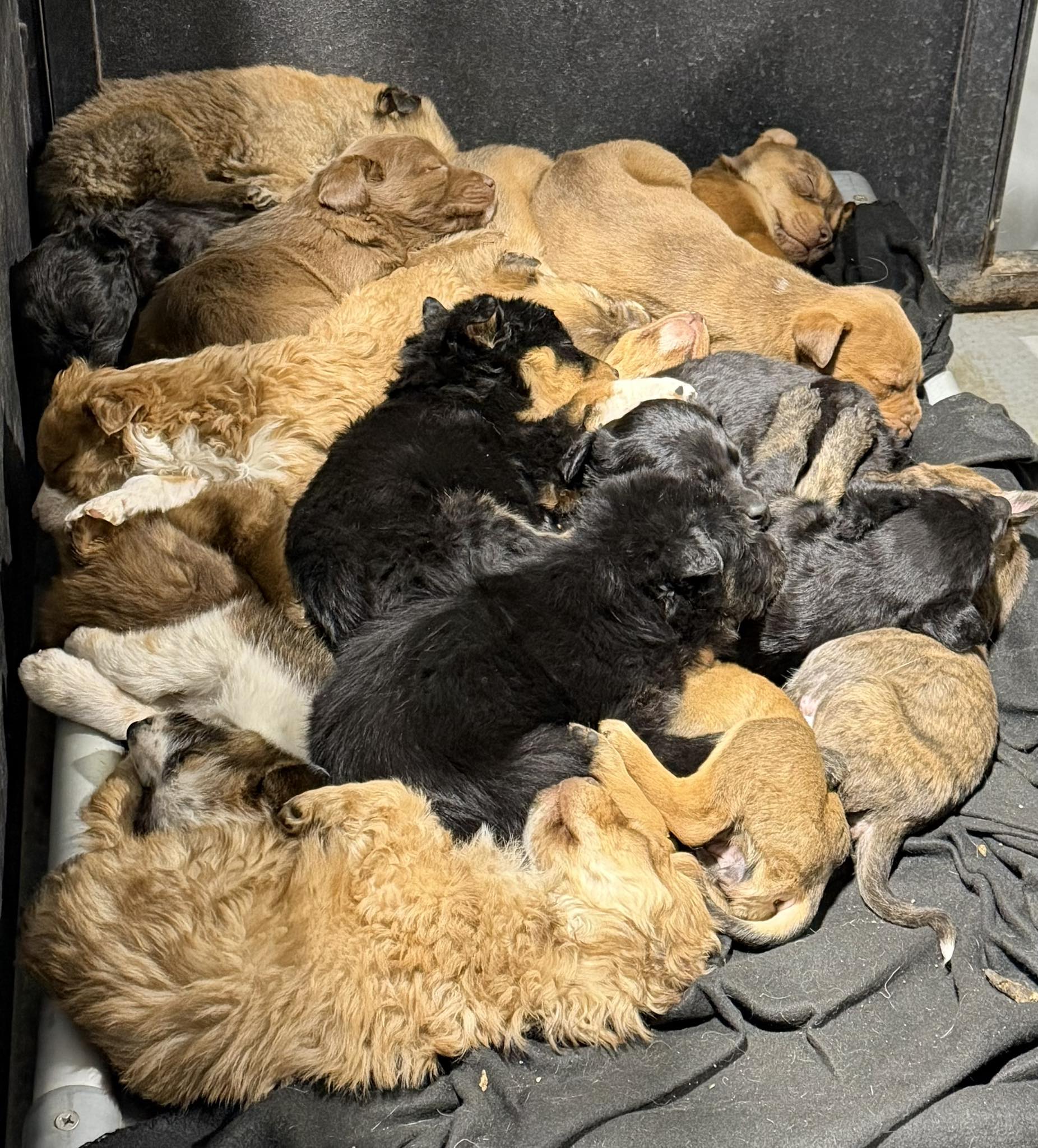 Anythings Pawsable... - Anythings Pawsable Foundation Inc