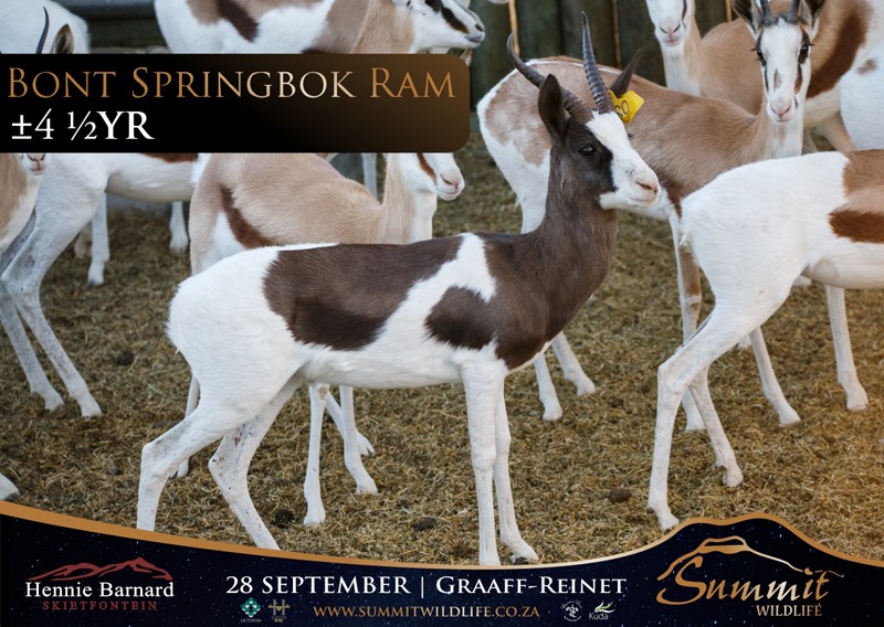 Summit Wildlife - Bont & King Springbok available from... | Facebook