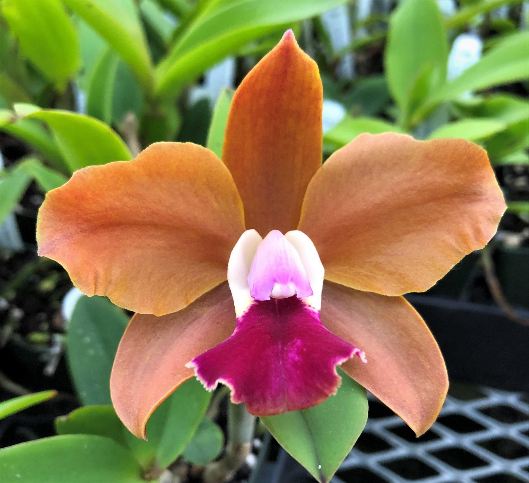 Sunset Valley Orchids' new orchid hybrid: flat bronze flowers with