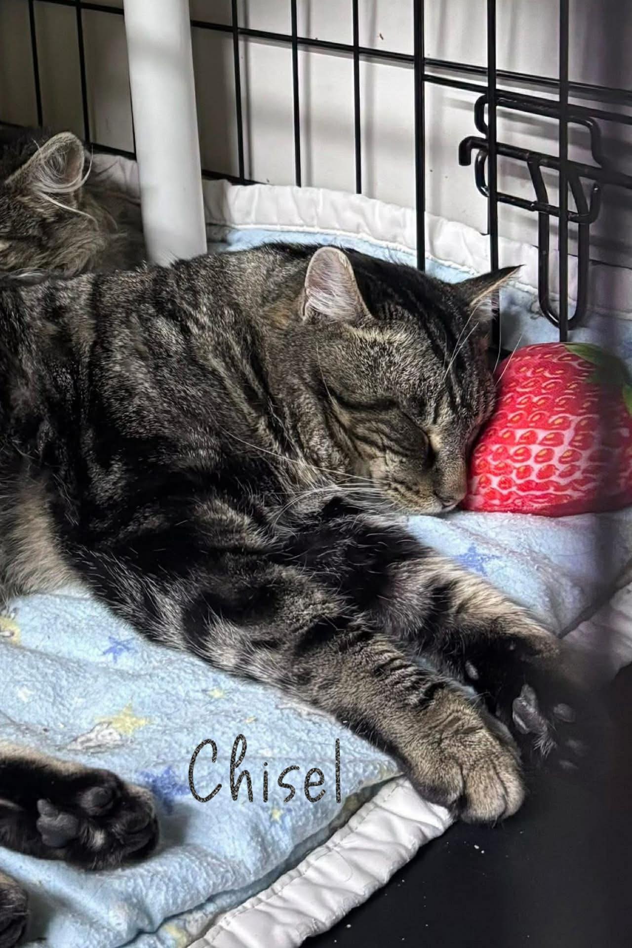 Last Chance Cat Ranch Lethbridge - Ophelia and Oliver were born to ...