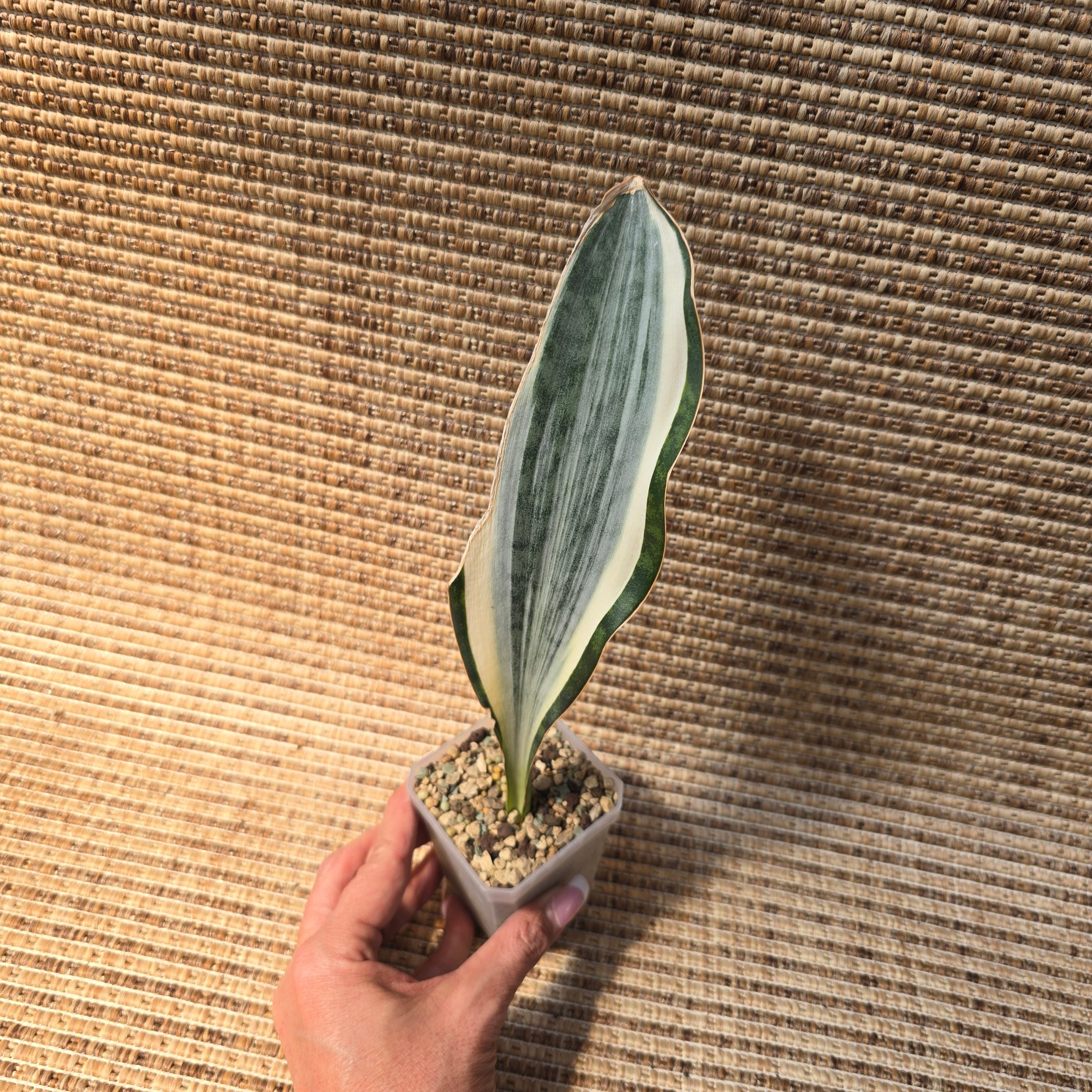 Sansevieria Mafinga ES 849 white variegated plant for sale