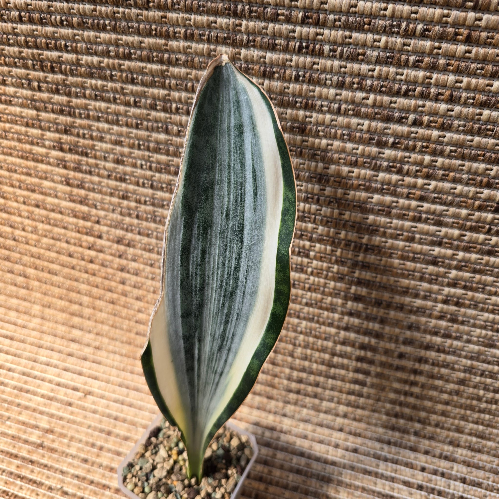 Sansevieria Mafinga ES 849 white variegated plant for sale