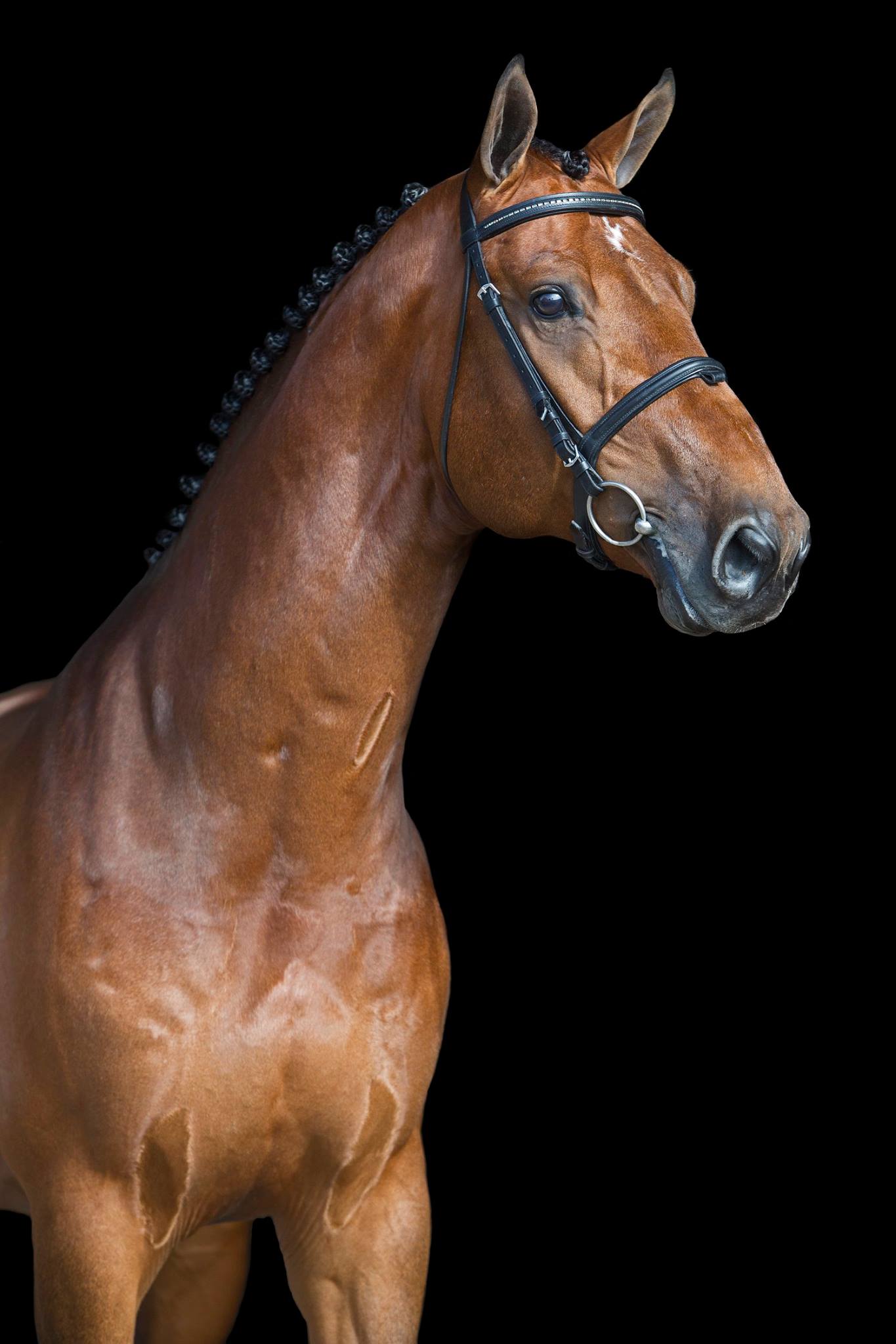 The sire to the I3 litter. Magnificent Xavi!! Such an incredible