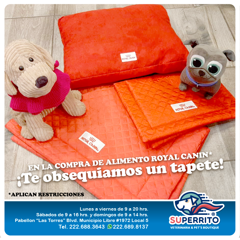 Superrito - 🐾 SUPERRITO y ROYAL CANIN CONSINTIENDO A TU...