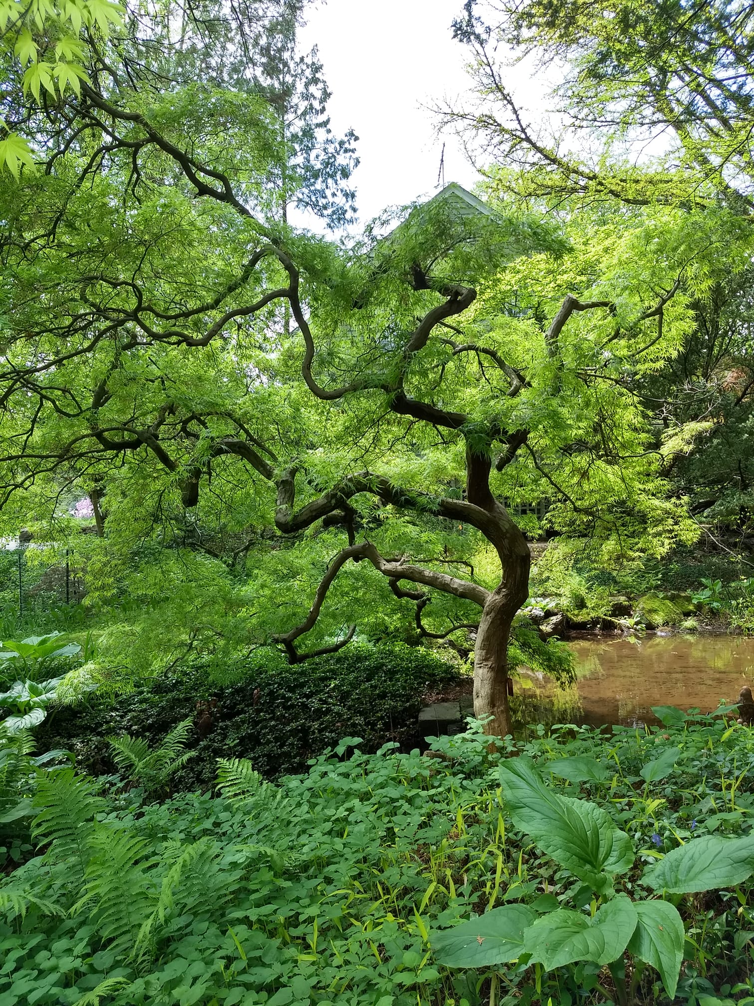 Japanese maple trees,GOlden gate park