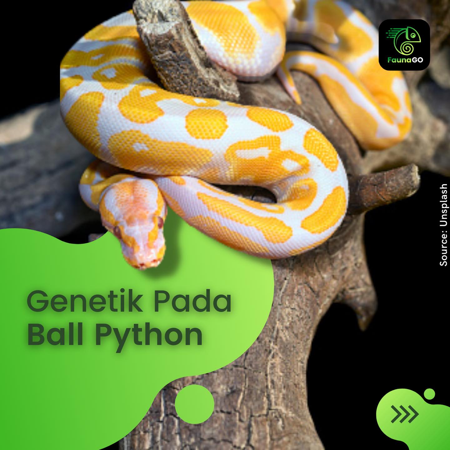 FaunaGO Apps - 🚨Para keeper yang mau breed Ball Python...
