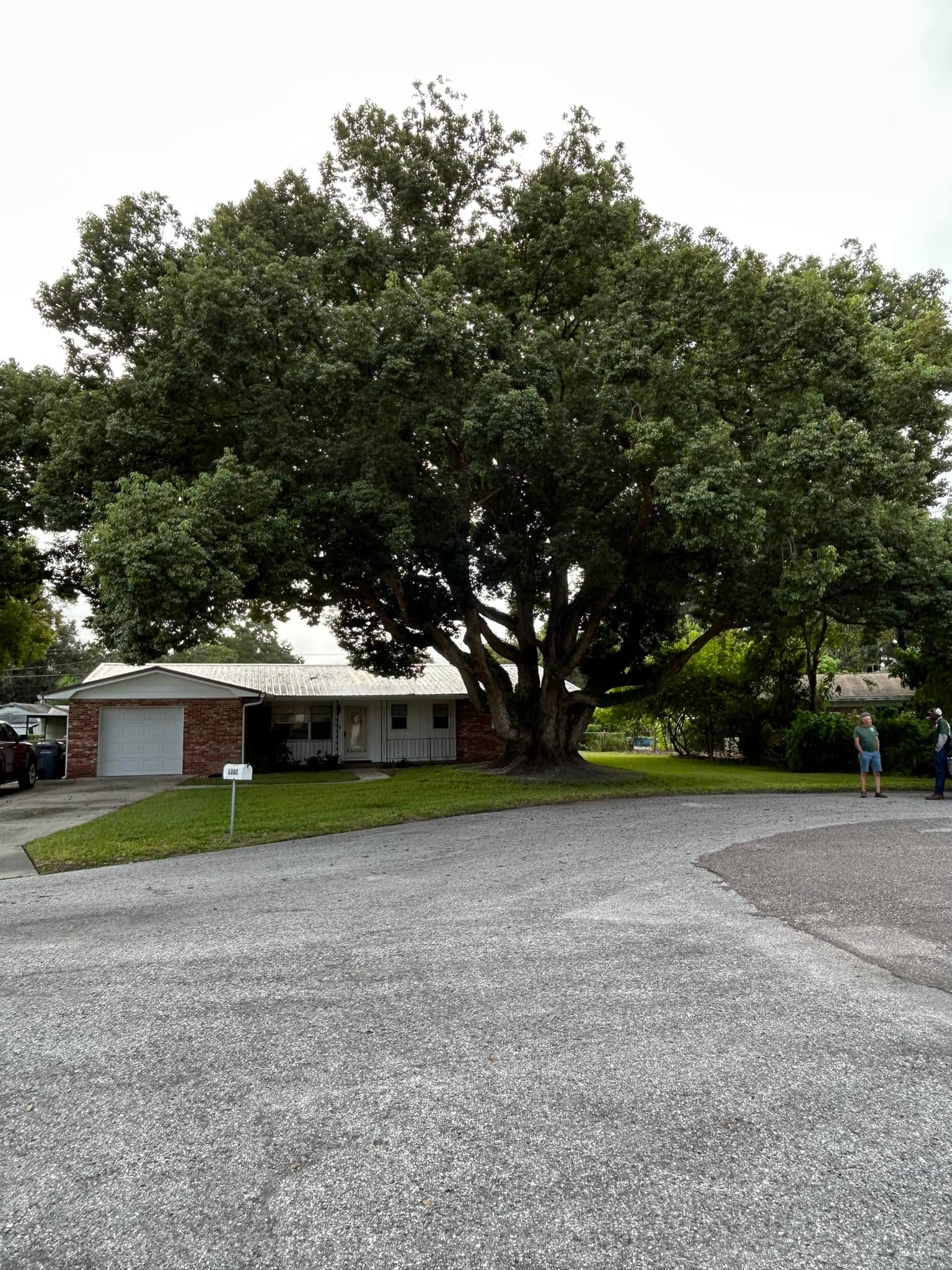 Today we worked on what is likely the... - Jims Tree Service