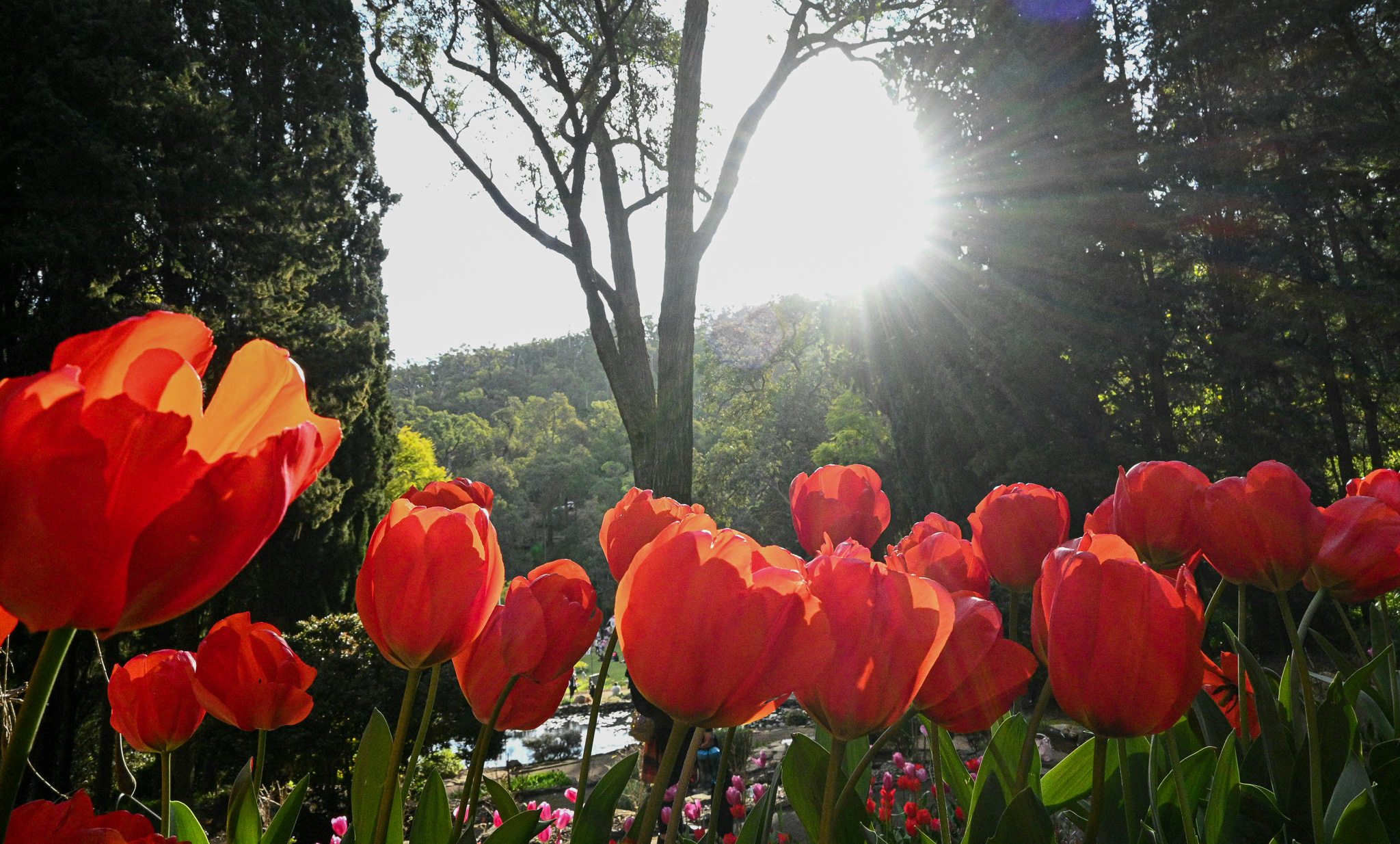 🌷 Spring is in full bloom at Araluen... - Destination Perth | Facebook