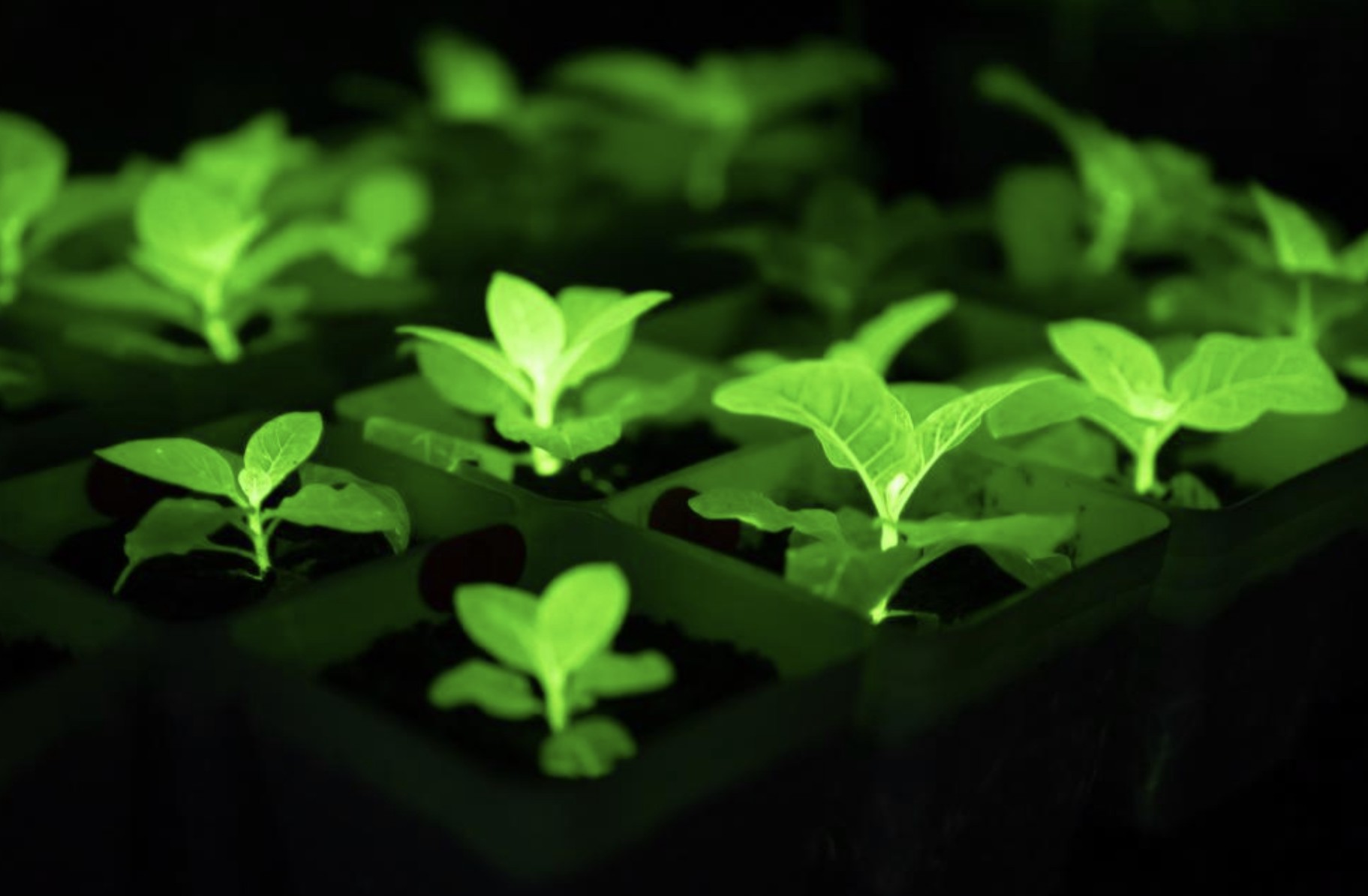 Chinese researchers in Hefei, East China's Anhui province, have  successfully cultivated several gene-edited plants that steadily glow in a  dark environment by introducing gene fragments from organisms such as  fireflies into plant