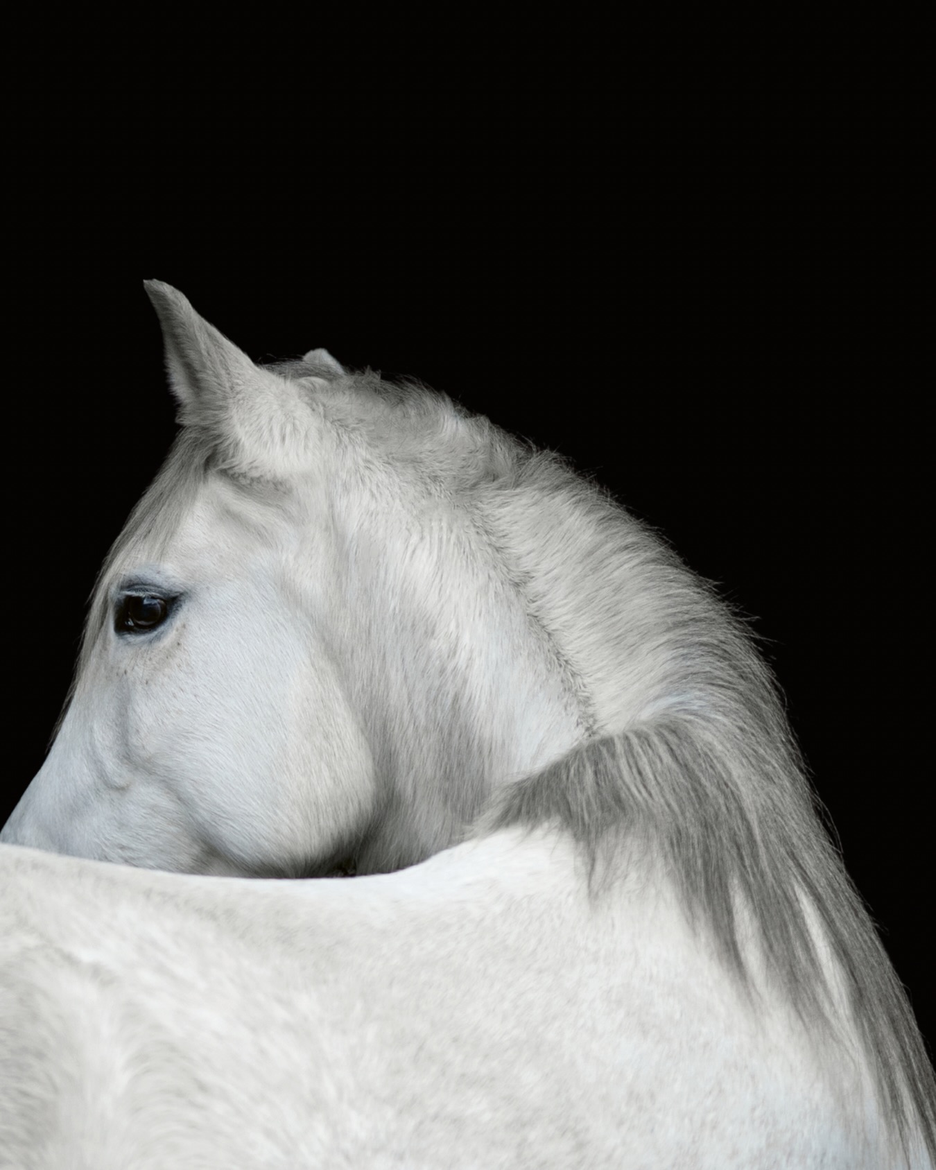 HKM SPORTS EQUIPMENT Cloches Atlanta - Protection Sabot Cheval Robuste Et Élégante